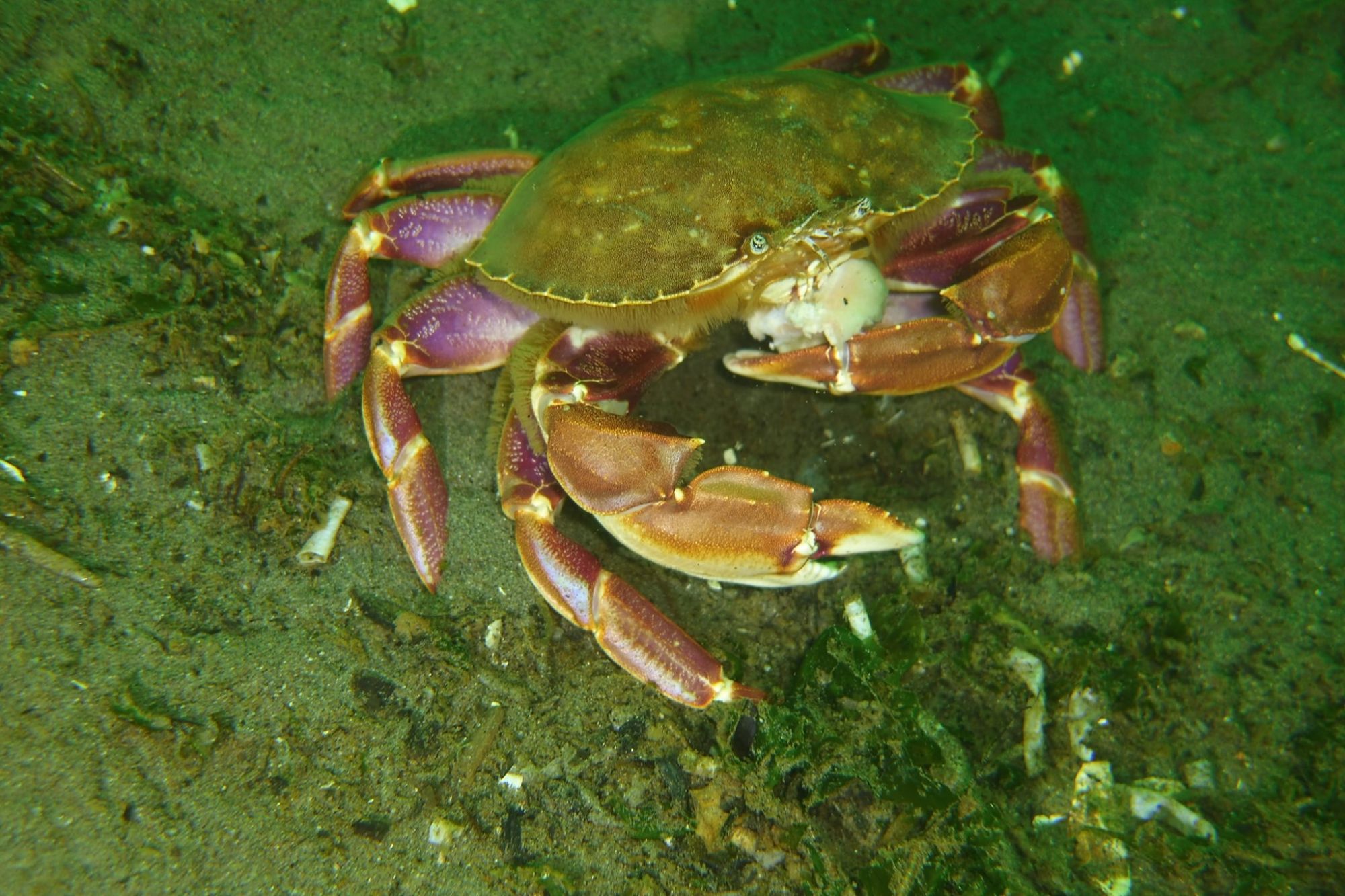 Graceful Crab - Joe Drelling