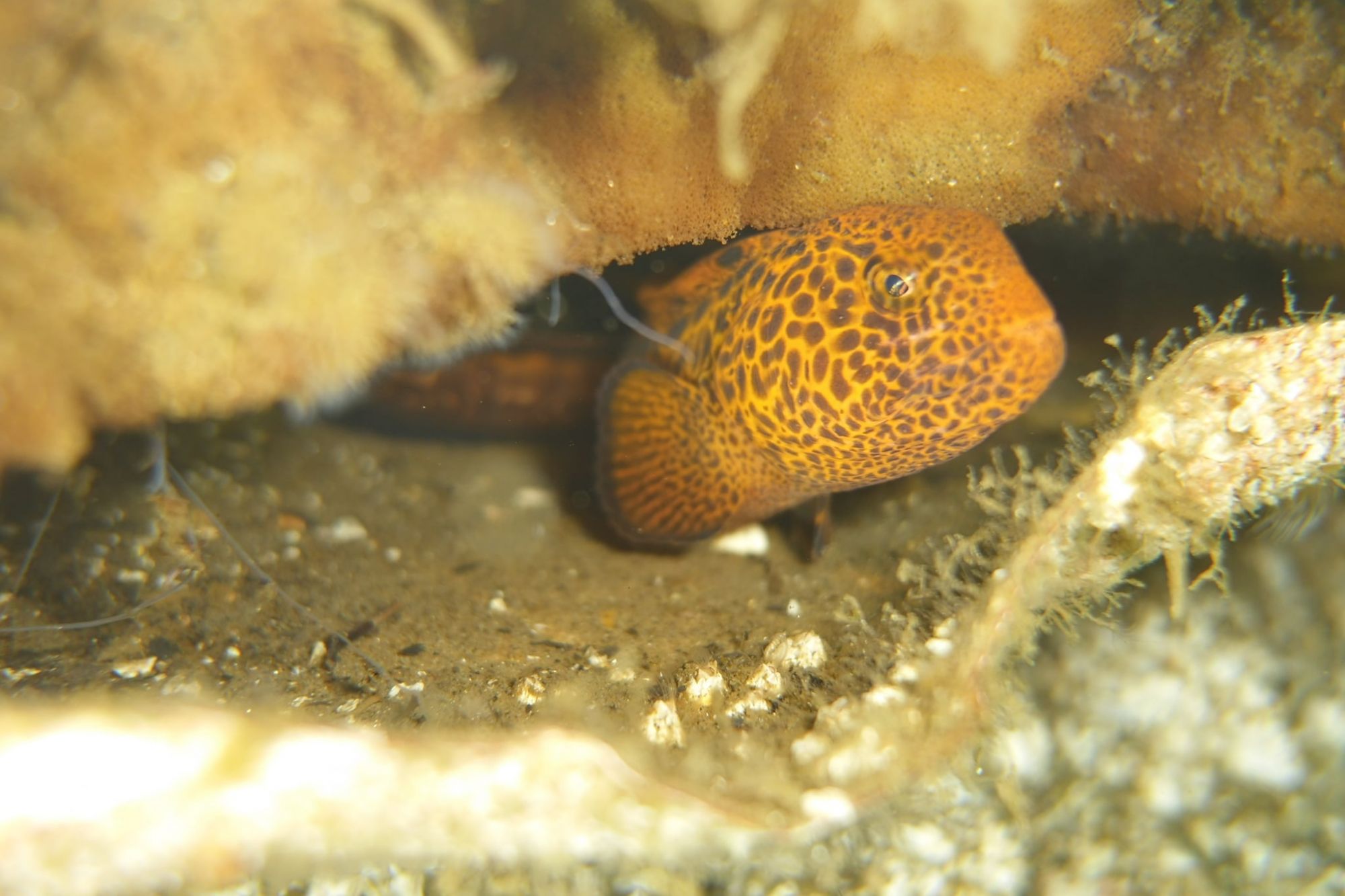 Wolf Eel - Joe Drelling