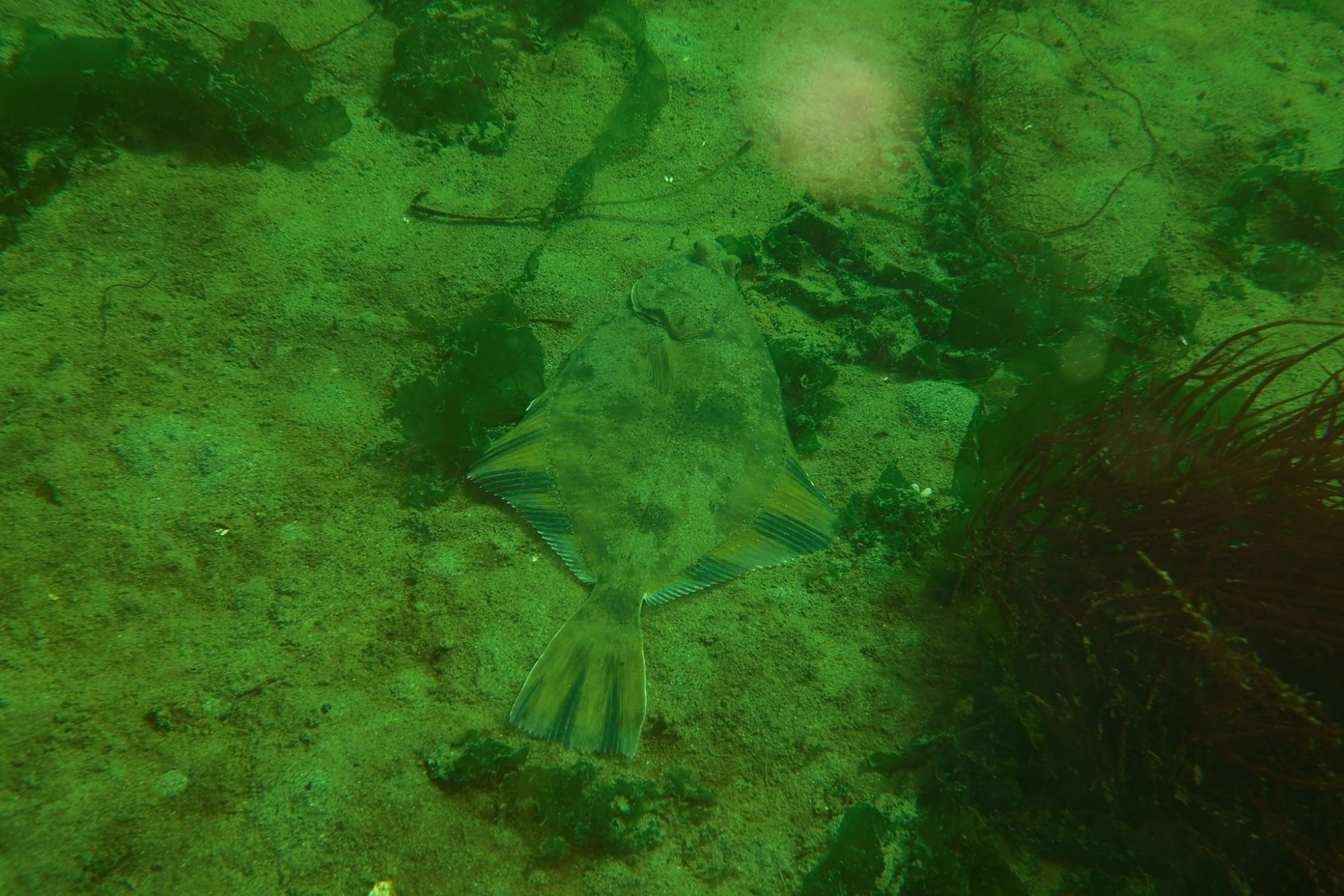 Starry Flounder - Joe Drelling