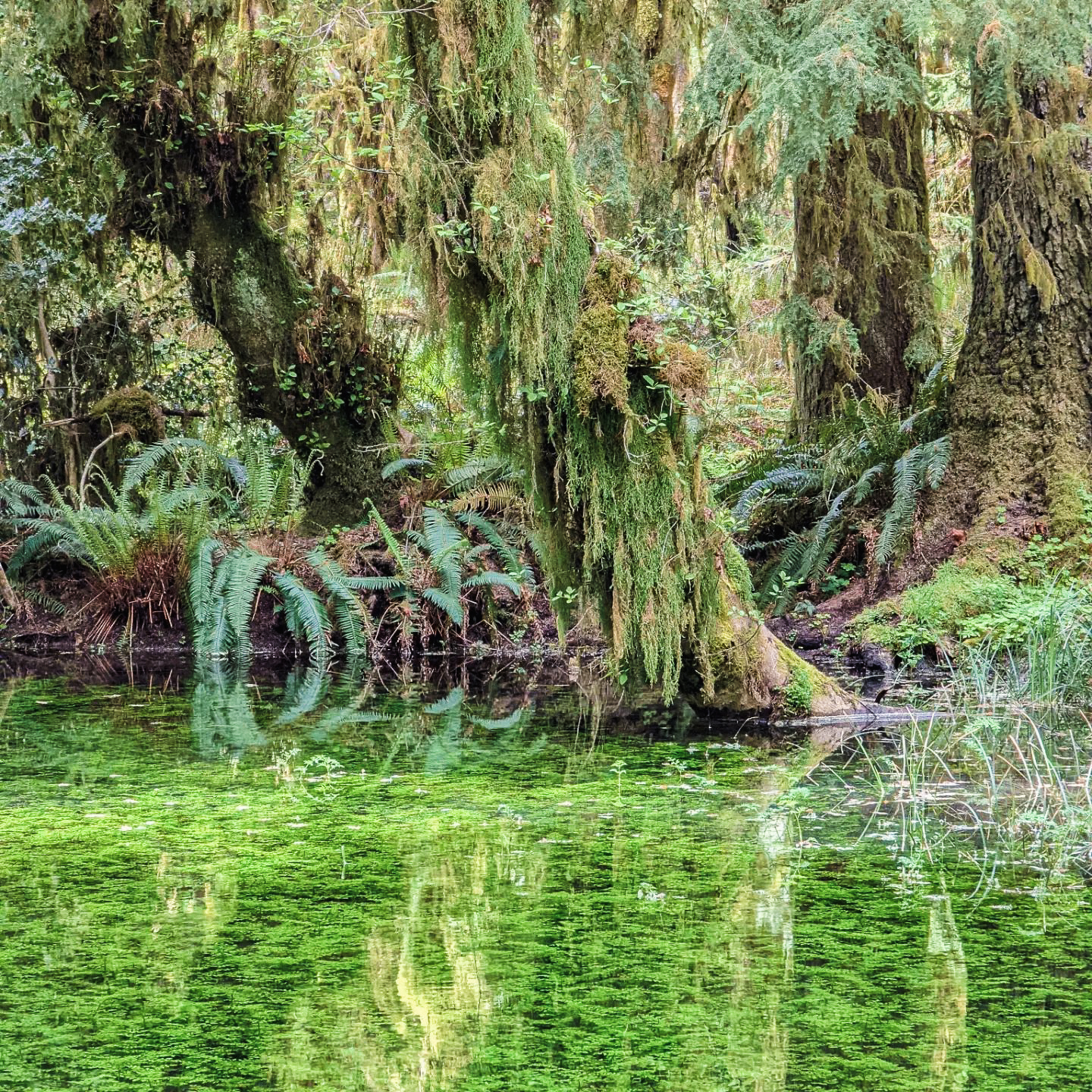 Rain_Forest_Pond.jpg