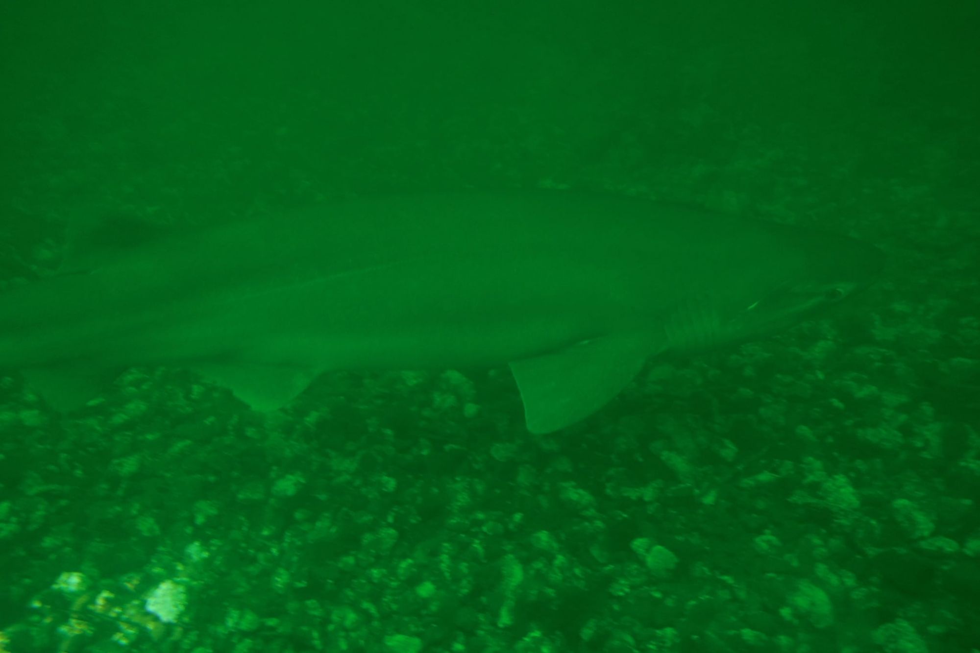 Six Gill Shark - Joe Drelling