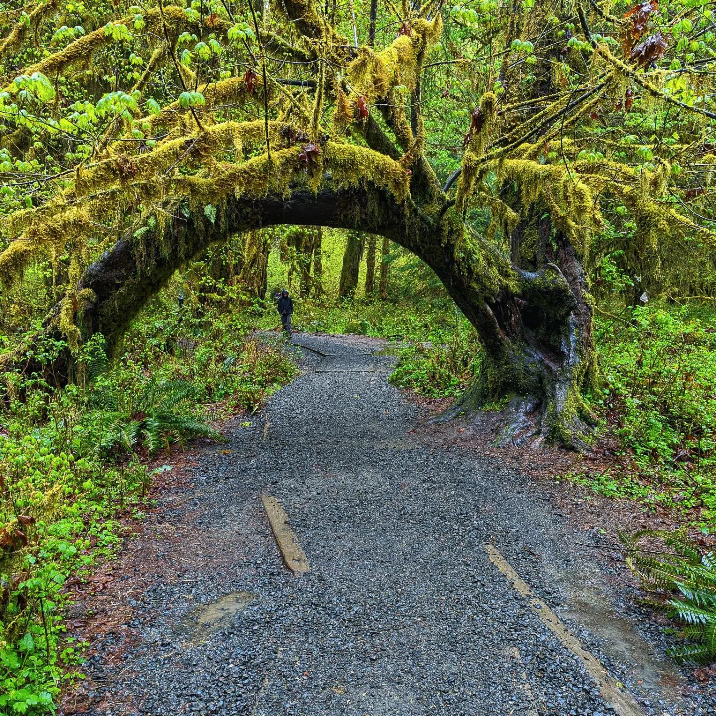 Rain_Forest_Arch.jpg