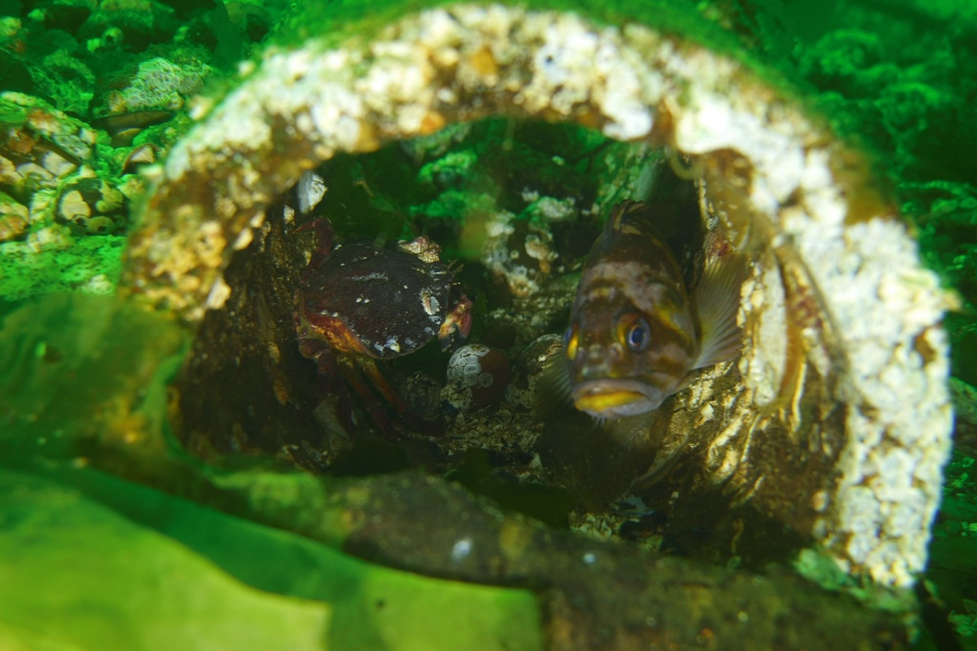 Red Rock Crab - Joe Drelling