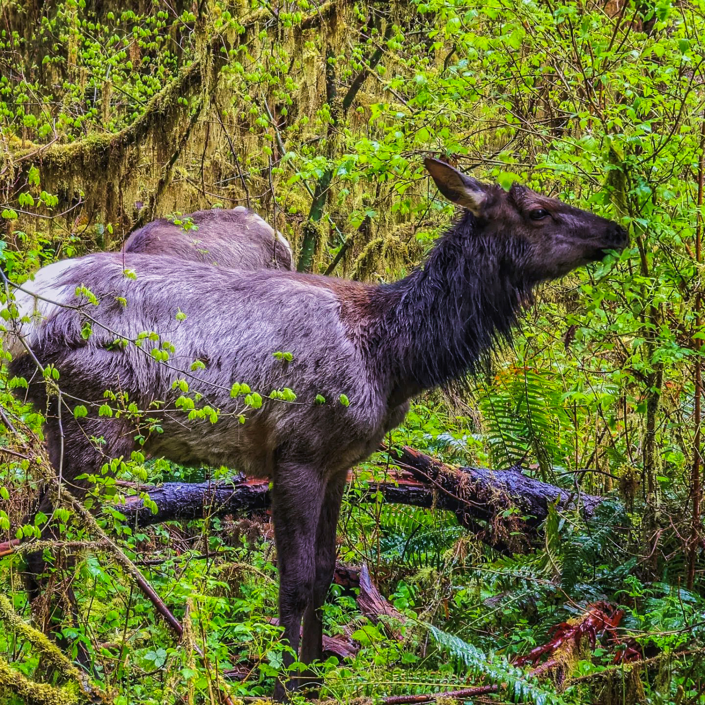 Rain_Forest_Elk.jpg