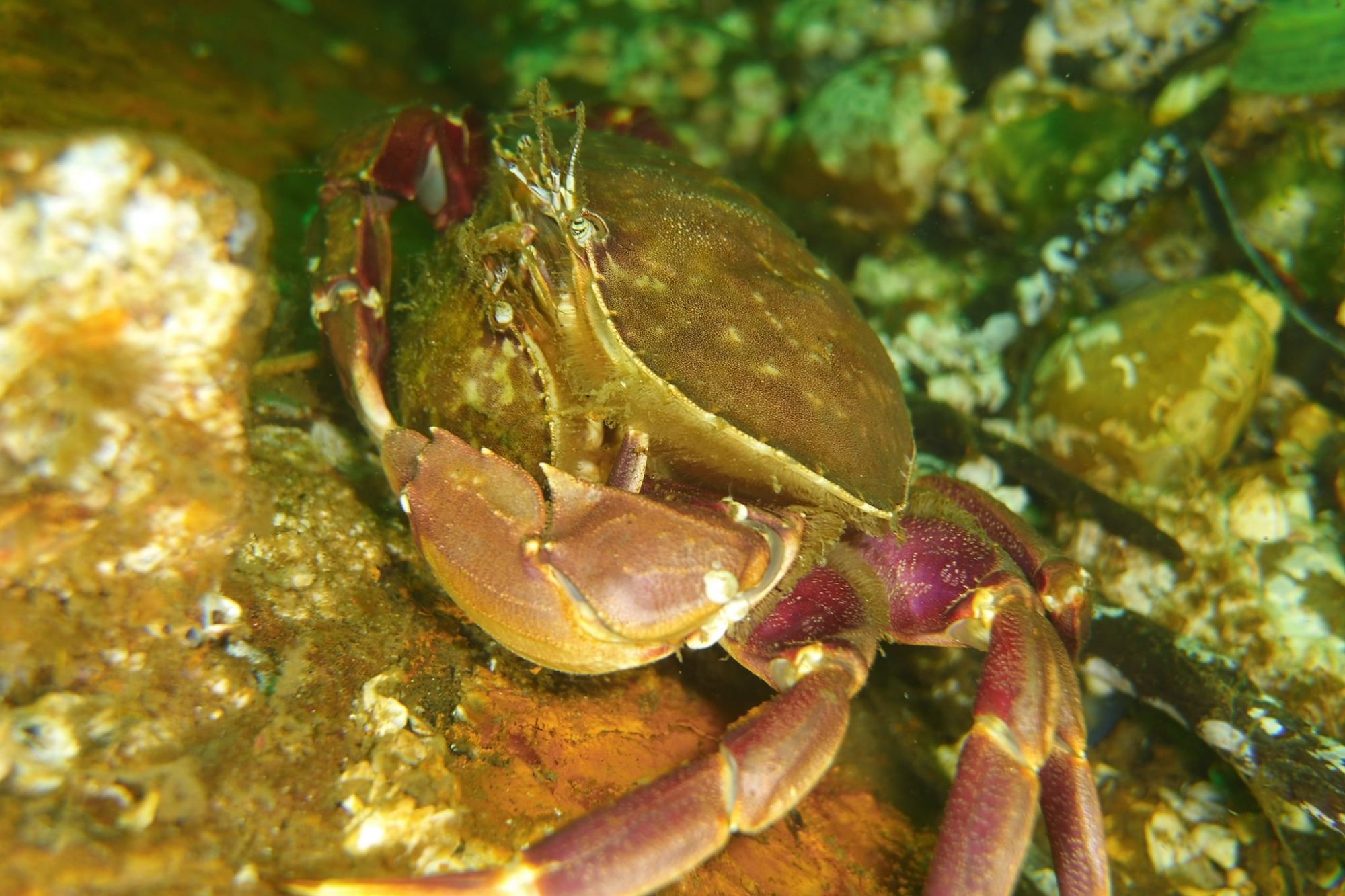 Graceful Crabs - Joe Drelling JBLM Scuba Club