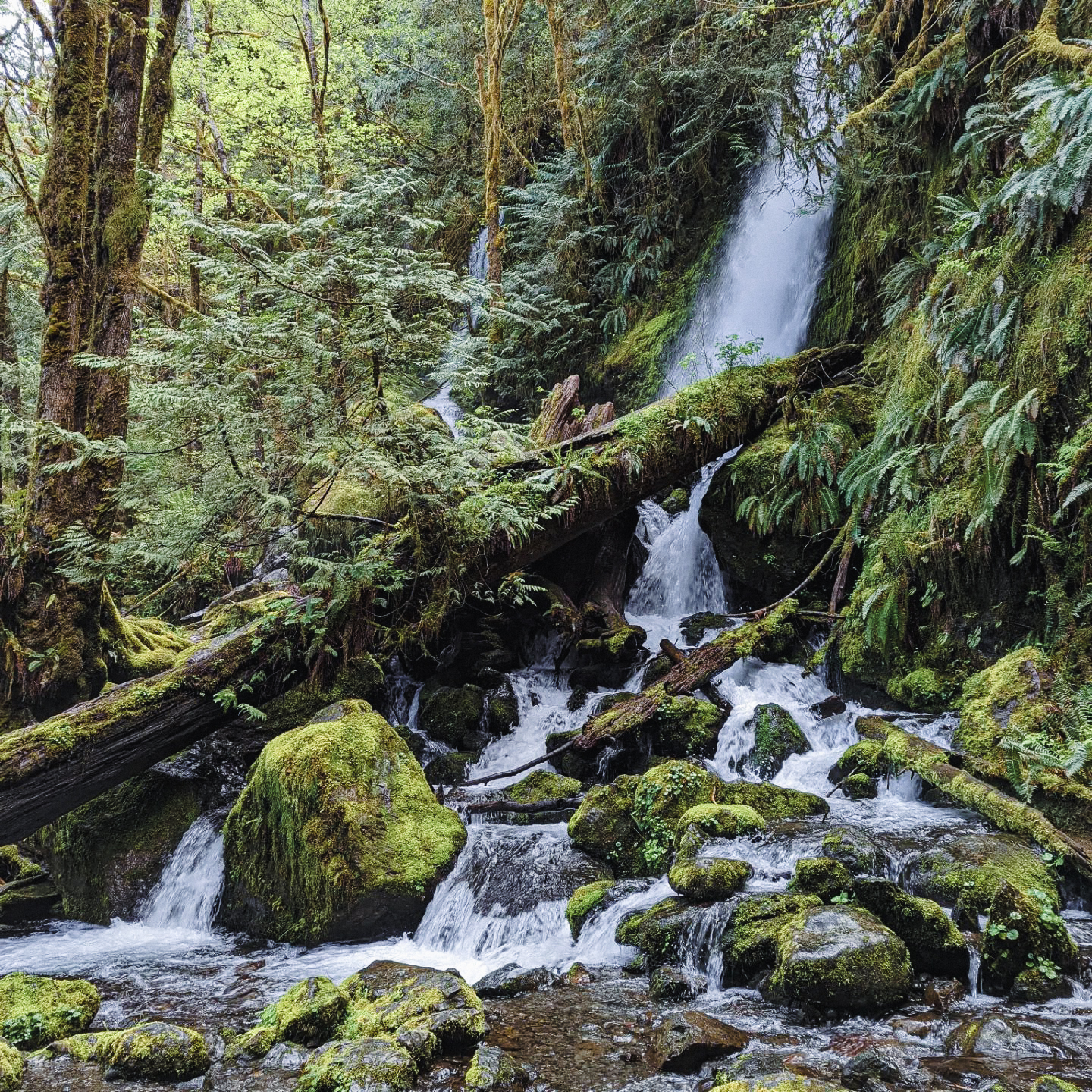 Rain_Forest_Waterfall.jpg